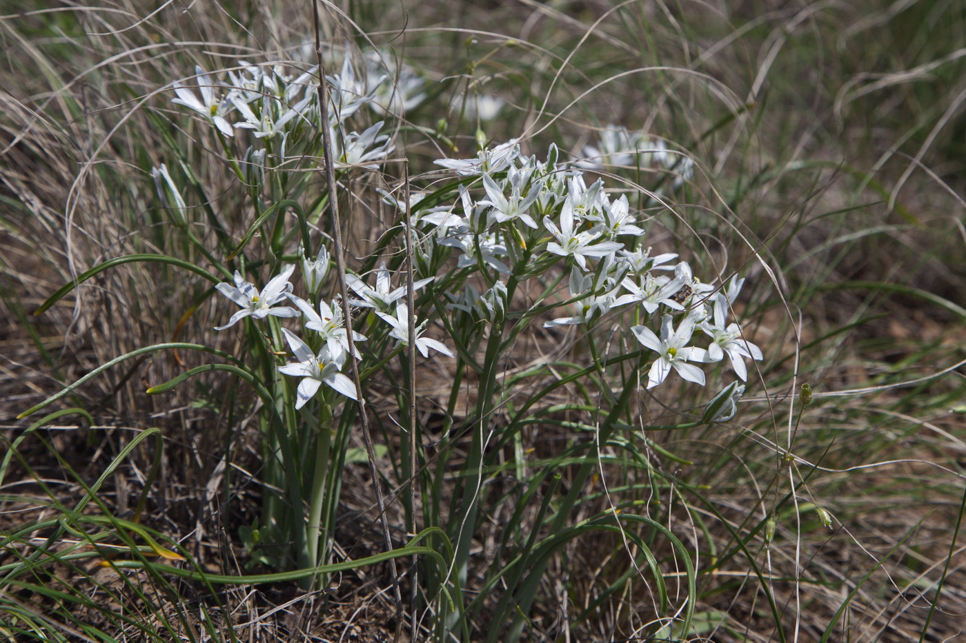 Image of Ornithogalum kochii specimen.