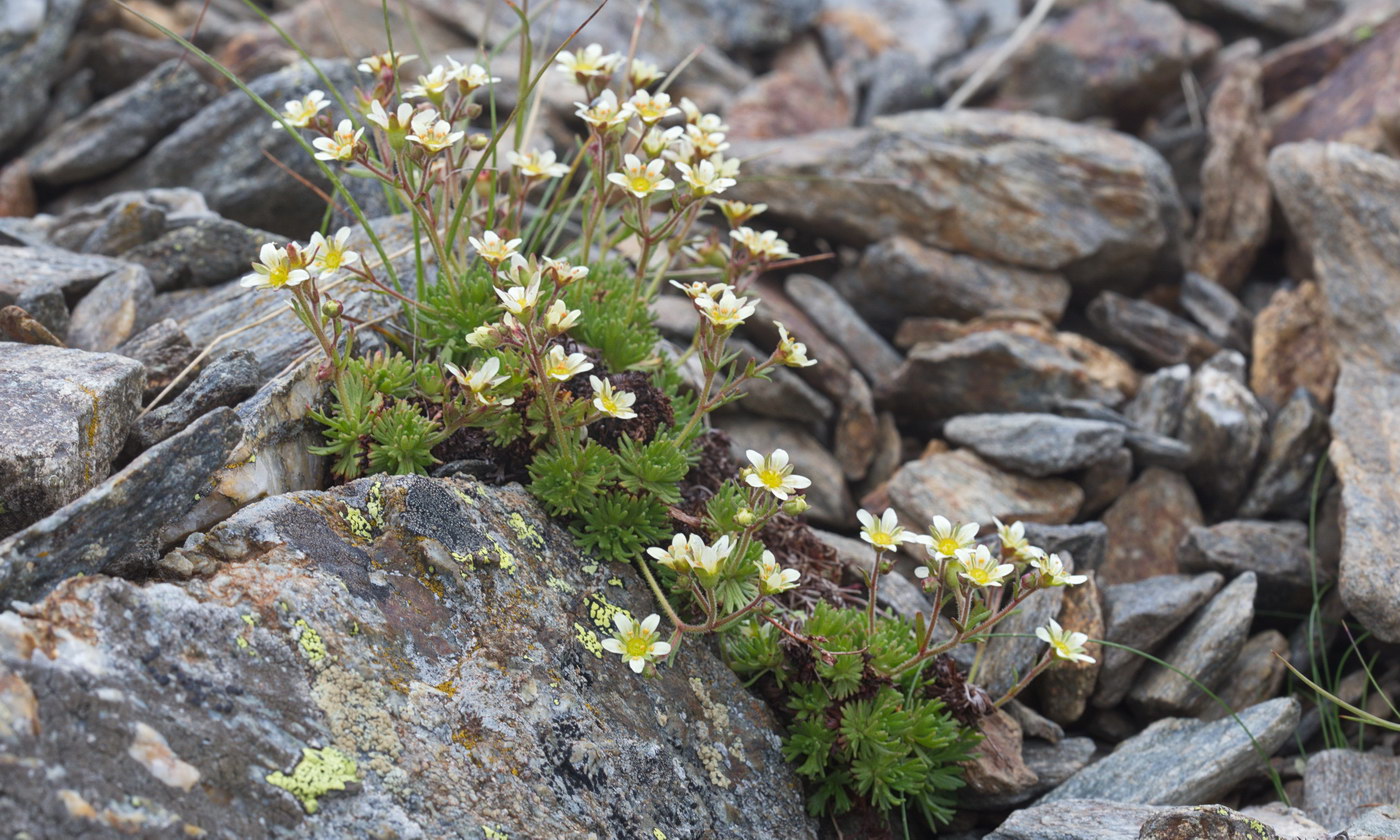 Image of Saxifraga adenophora specimen.