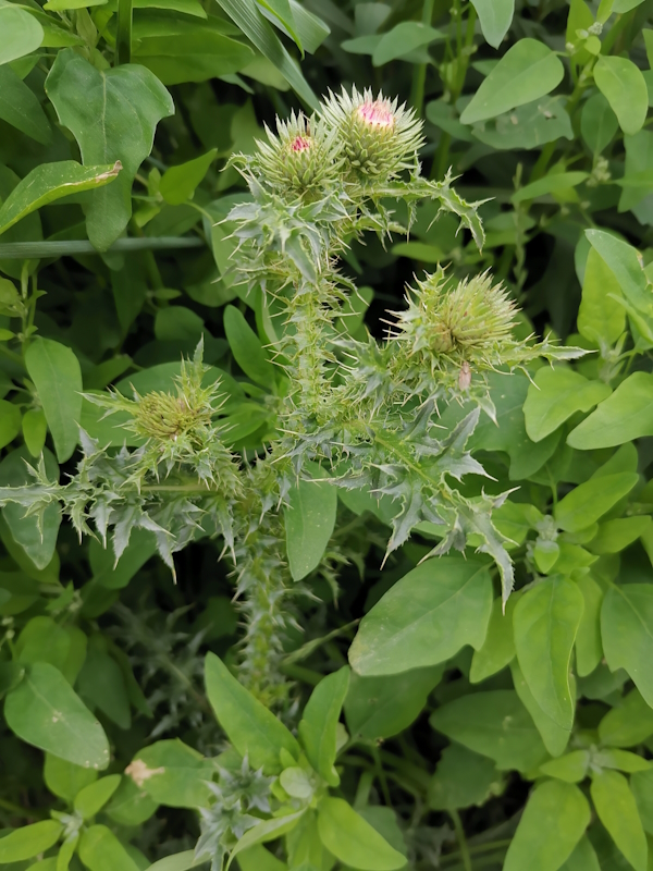 Изображение особи Carduus acanthoides.