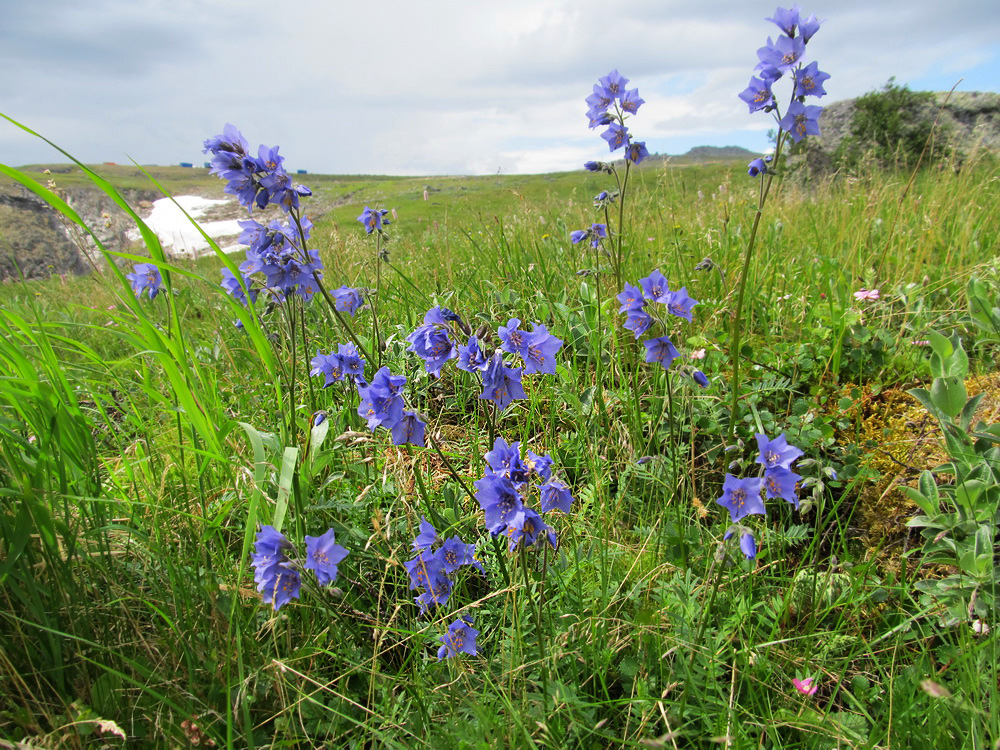 Image of Polemonium acutiflorum specimen.