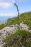 Camelina microcarpa
