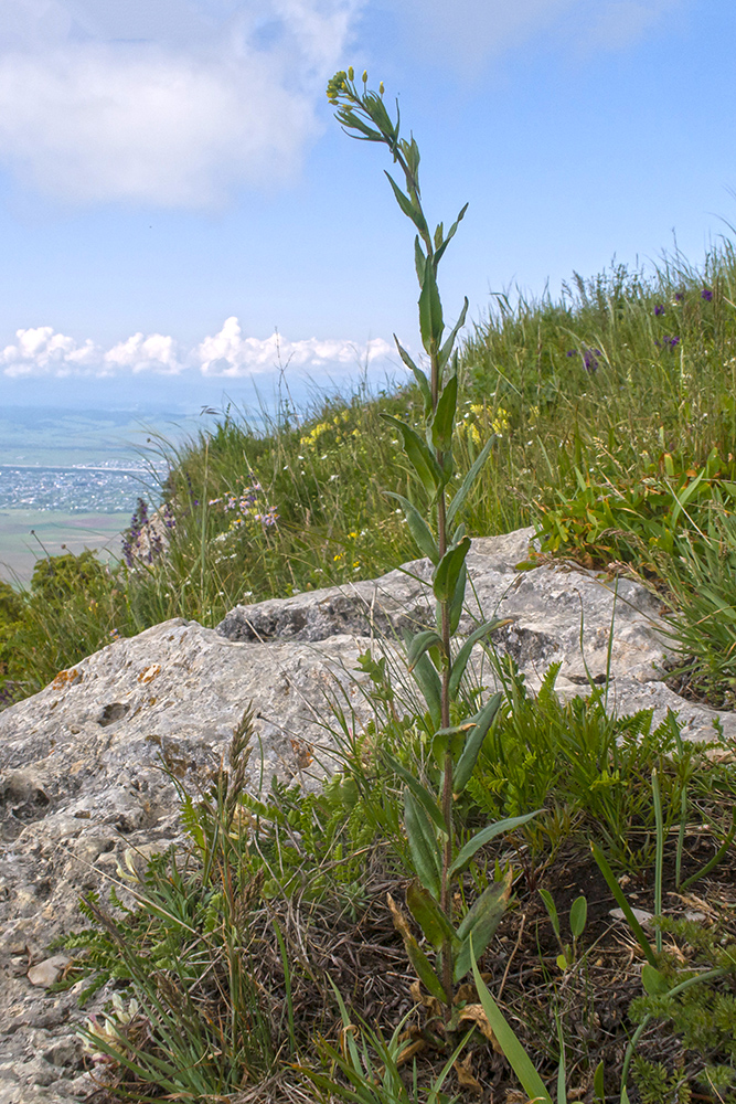 Image of Camelina microcarpa specimen.