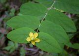 Hypericum androsaemum