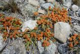 Ephedra fedtschenkoae. Растения с незрелыми фруктификациями. Таджикистан, Горно-Бадахшанская автономная обл., Рушанский р-н, хр. Северо-Аличурский, Ирхтские горы, Сарезское оз., Ирхтский залив, дол. р. Лянгар, выс. ≈ 3300 м н.у.м., сцементированное каменистое поле селевого выноса. 8 июля 2025 г.