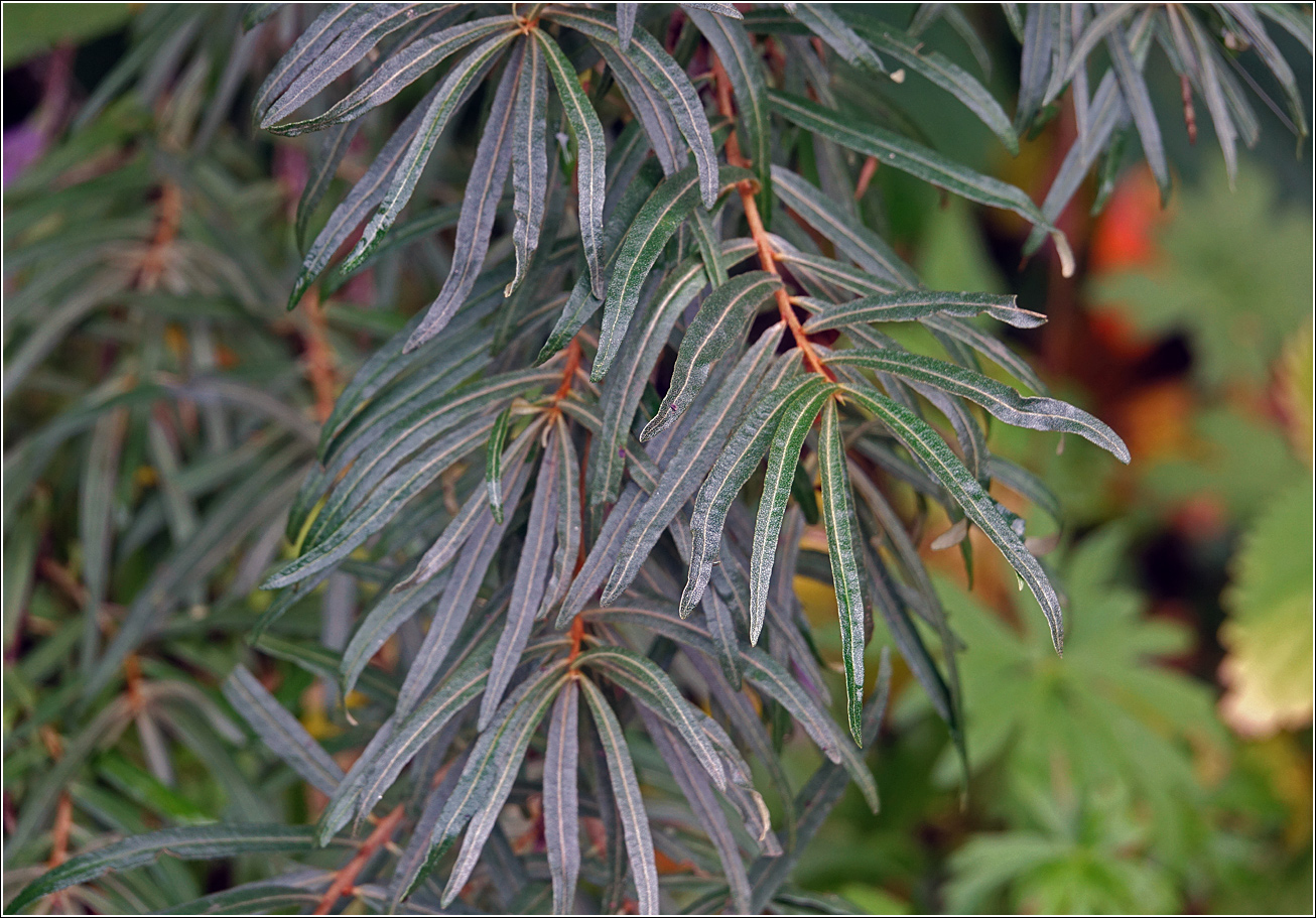 Изображение особи Hippophae rhamnoides.