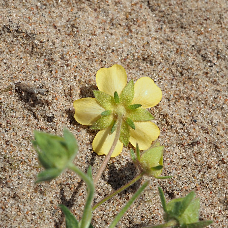 Image of Potentilla incana specimen.