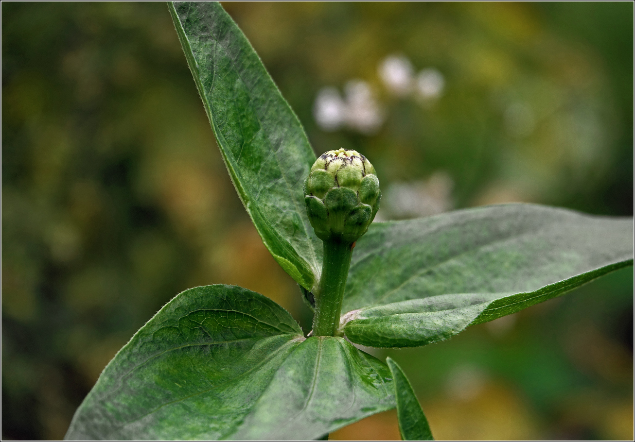 Image of Zinnia elegans specimen.