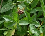 Potentilla reptans. Плод и листья. Московская обл., г. Подольск, мкр-н Кузнечики, дол. р. Моча, у дороги. 19.09.2025.