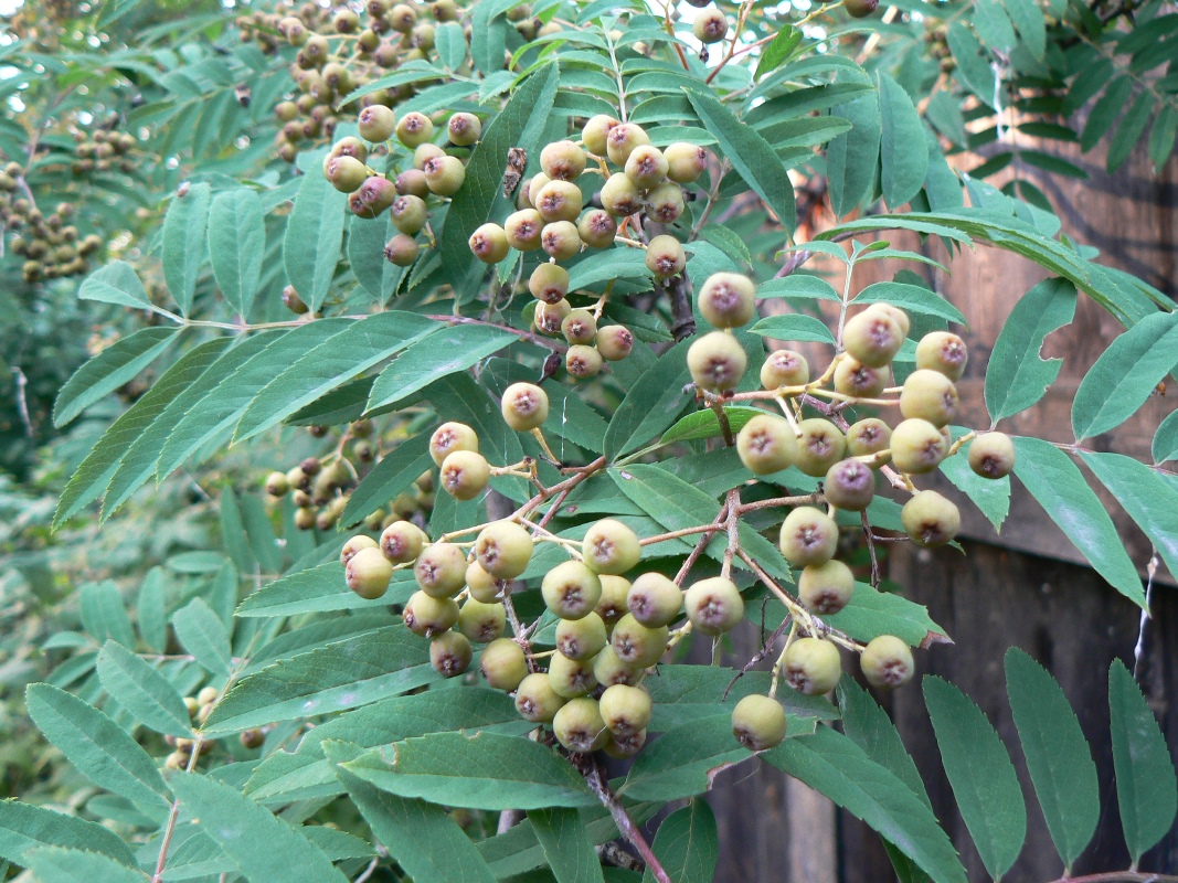 Image of genus Sorbus specimen.