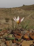Tulipa biflora. Цветущее растение. Восточный Крым, Солнечная долина. 5 апреля 2011 г.