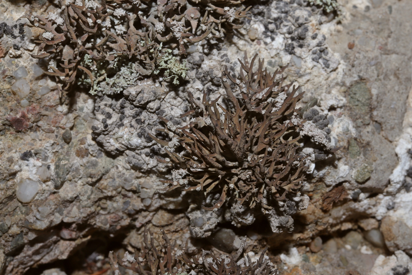 Image of Roccella phycopsis specimen.