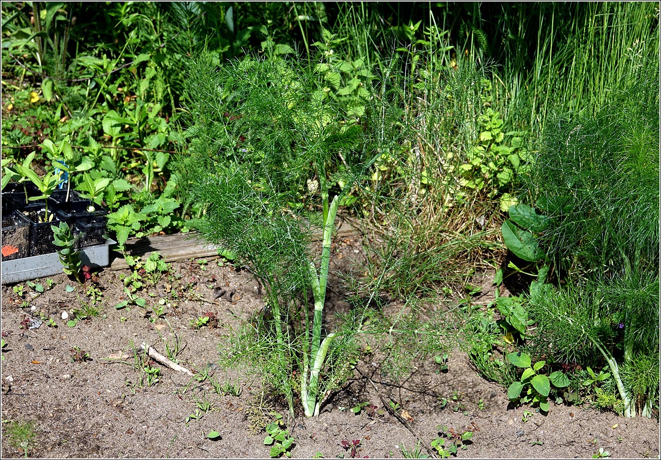 Image of Foeniculum vulgare specimen.