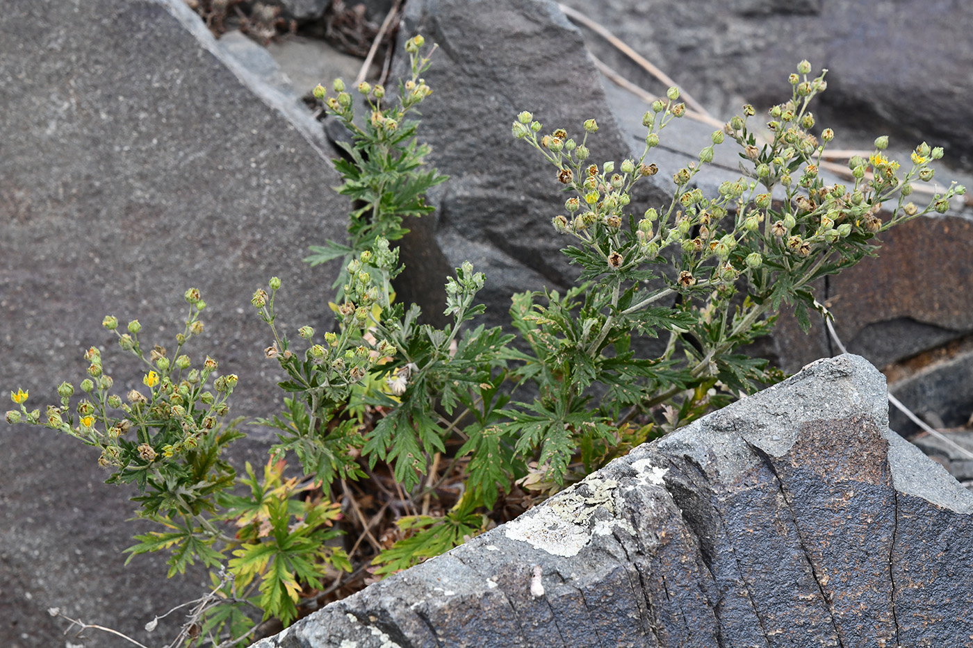 Image of genus Potentilla specimen.
