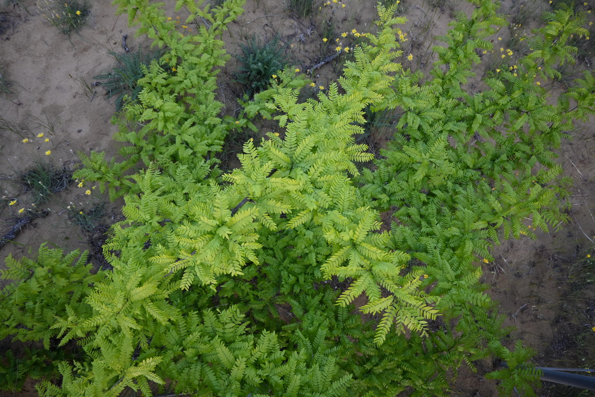 Изображение особи Gleditsia triacanthos.