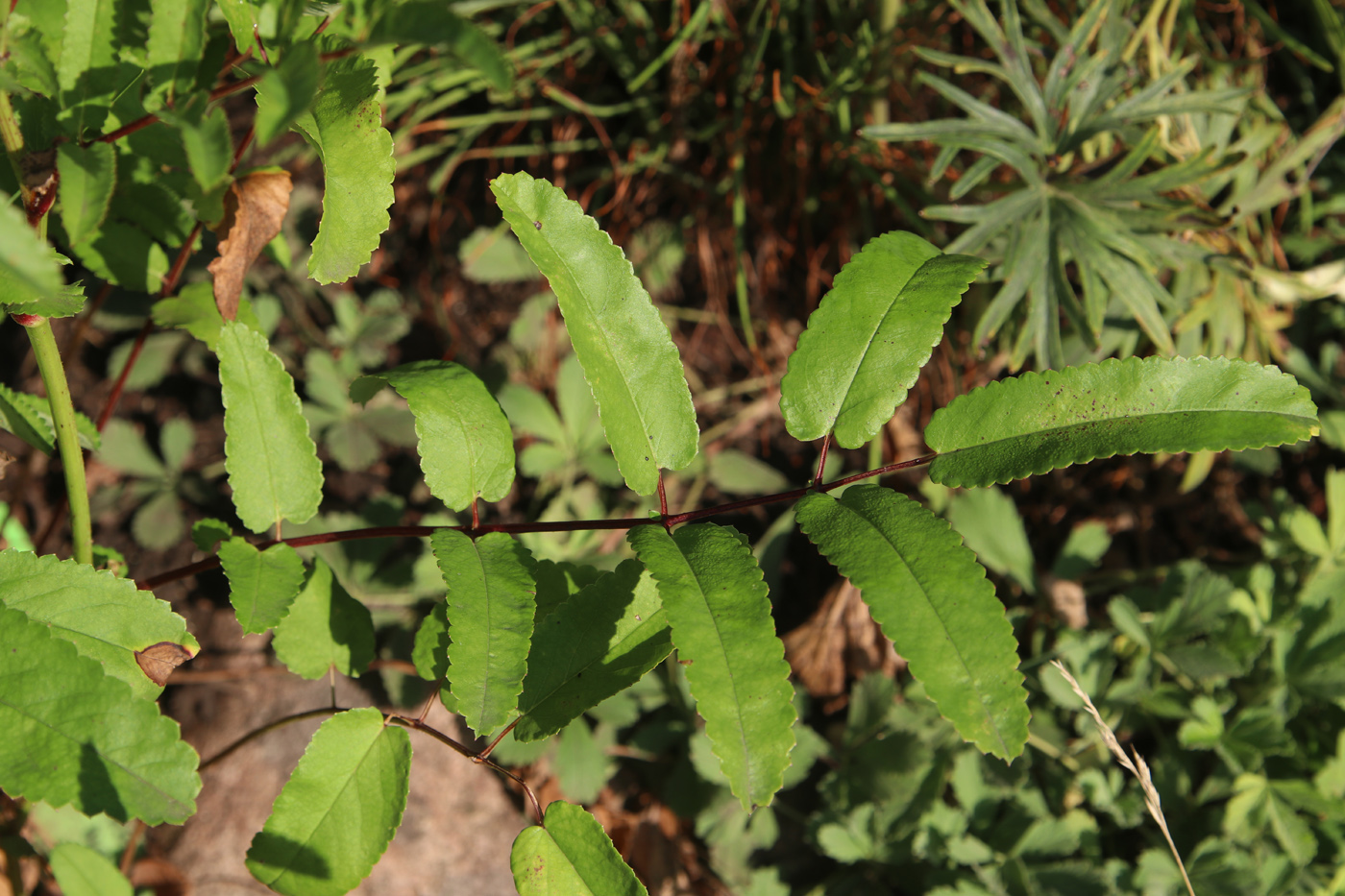 Image of Sanguisorba polygama specimen.