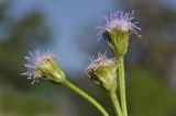 Ageratum conyzoides. Соцветия. Вьетнам, пров. Кханьхоа, южные окр. г. Нячанг, р-н пляжа Бай Дай (Бай Зай), залежь. 12.03.2025.