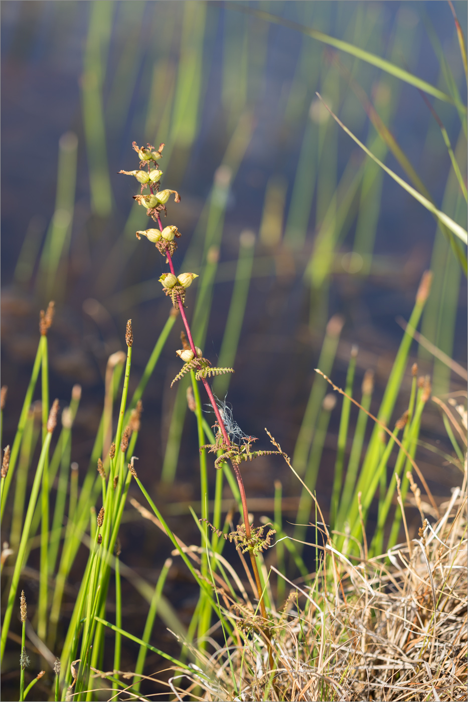 Image of Pedicularis palustris specimen.
