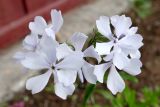 Phlox divaricata