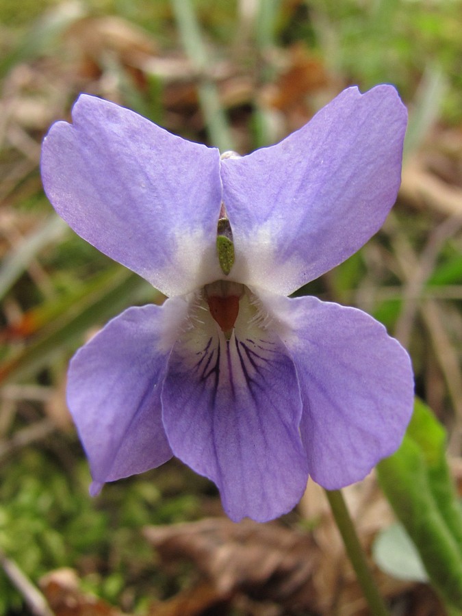 Изображение особи Viola dehnhardtii.