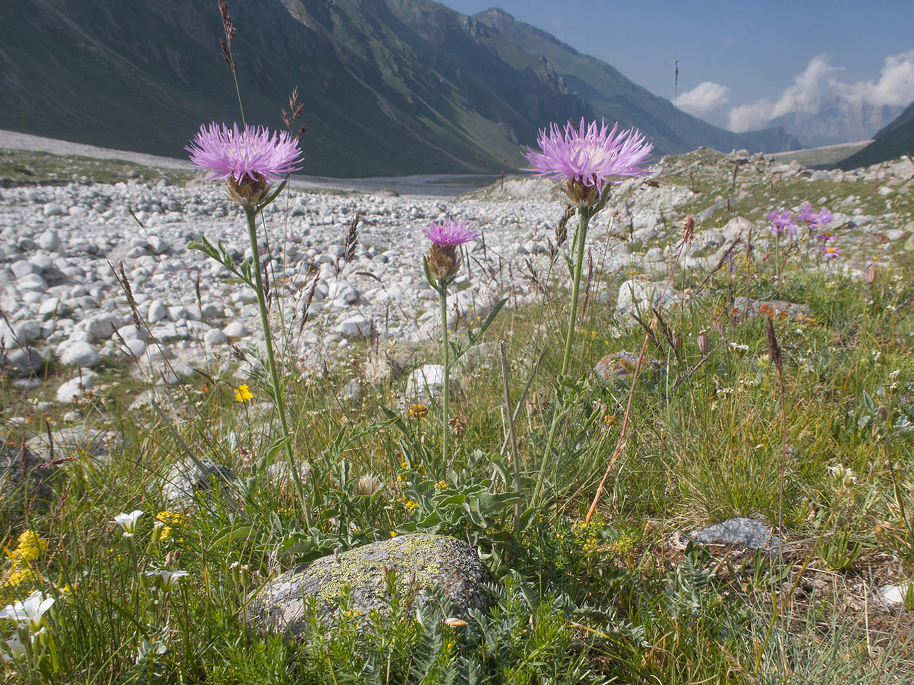 Image of Psephellus caucasicus specimen.