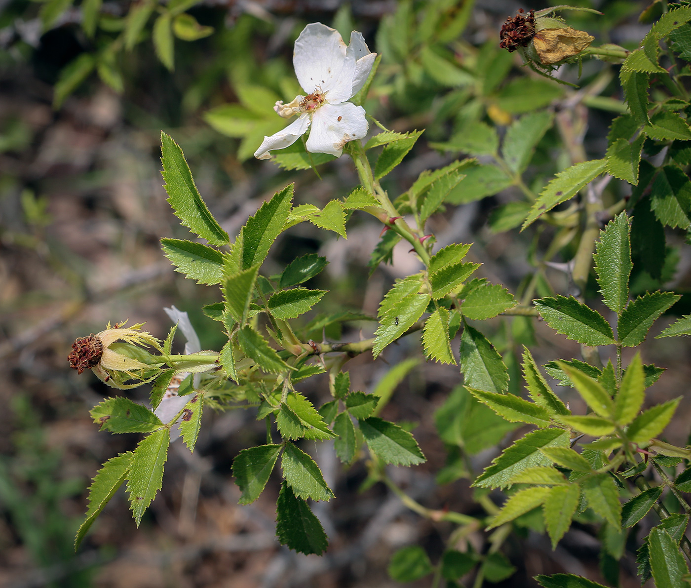 Image of Rosa agrestis specimen.
