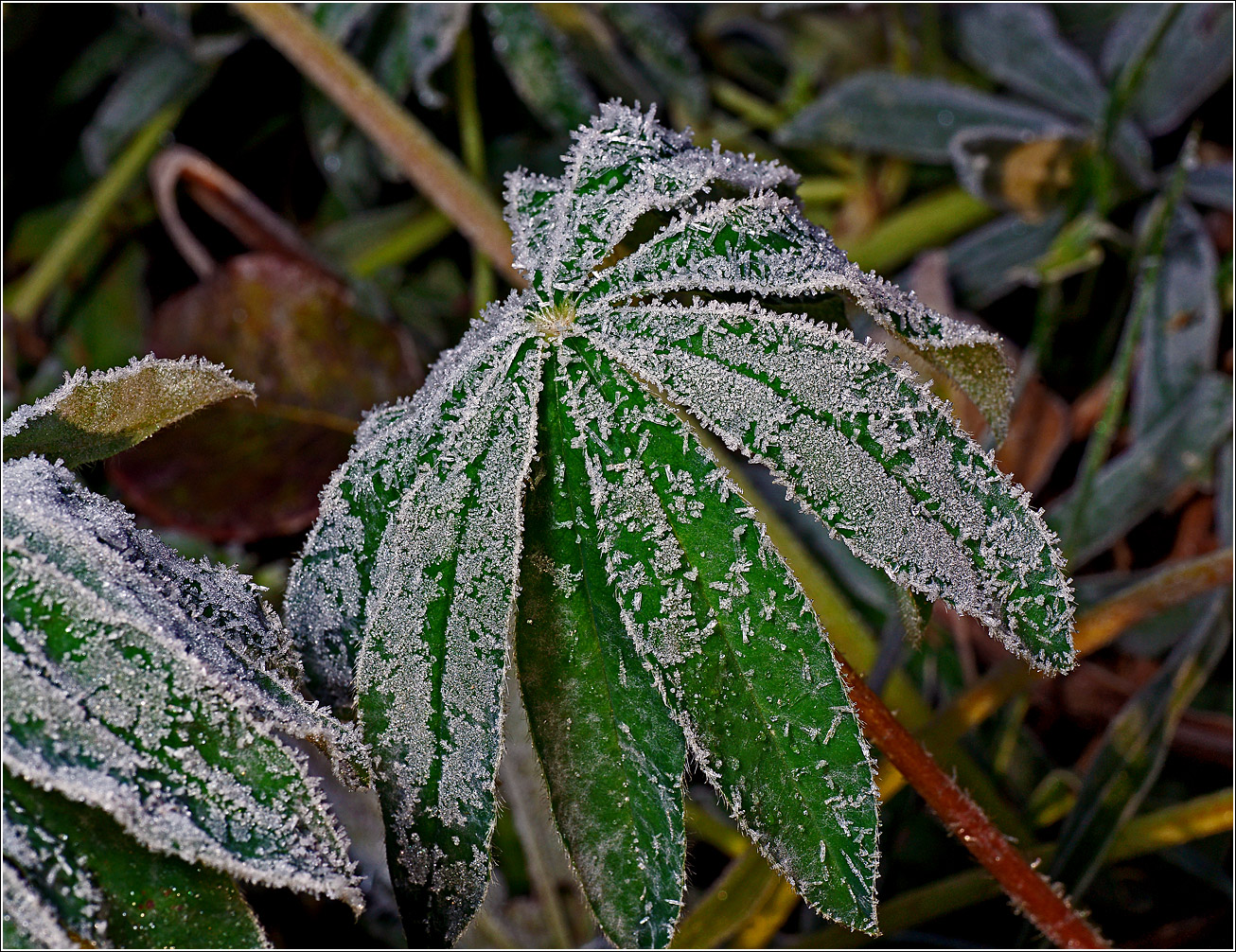 Image of Lupinus polyphyllus specimen.