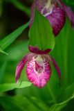 Cypripedium macranthos. Цветок и лист с погрызами (вид сверху). Приморский край, Партизанский р-н, гора Скалистая (Читинза), 1000 м н.у.м., смешанный лес. 13.06.2025.