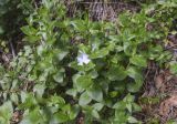 Vinca difformis