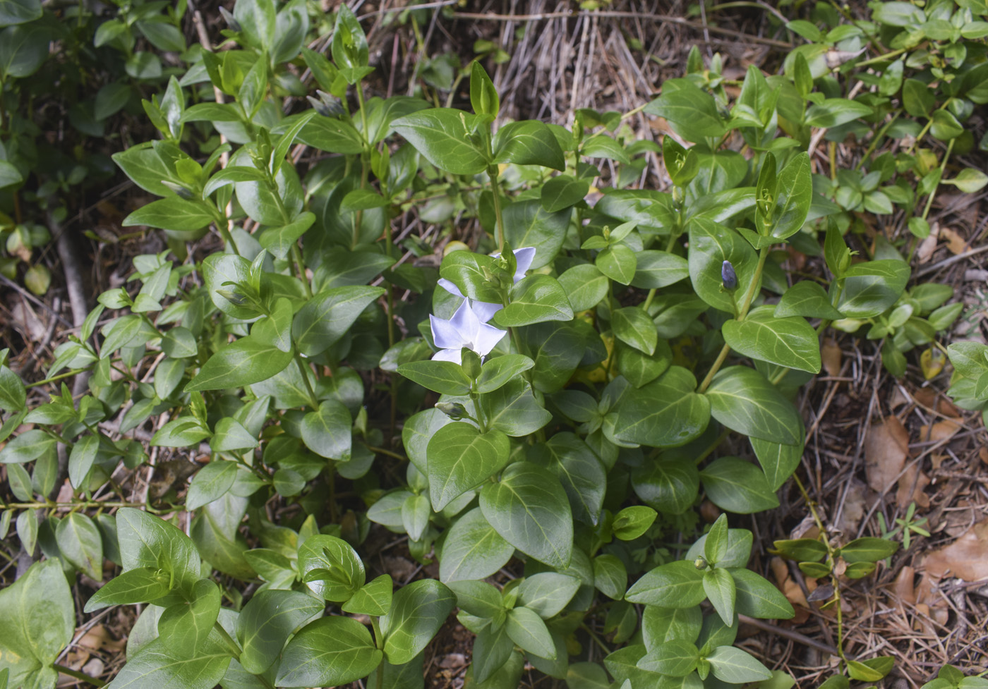 Изображение особи Vinca difformis.