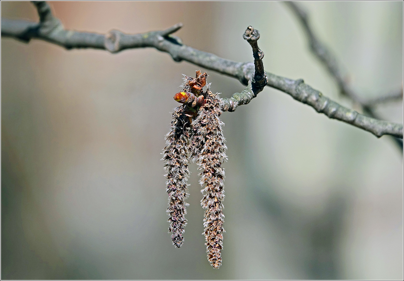 Image of Populus tremula specimen.