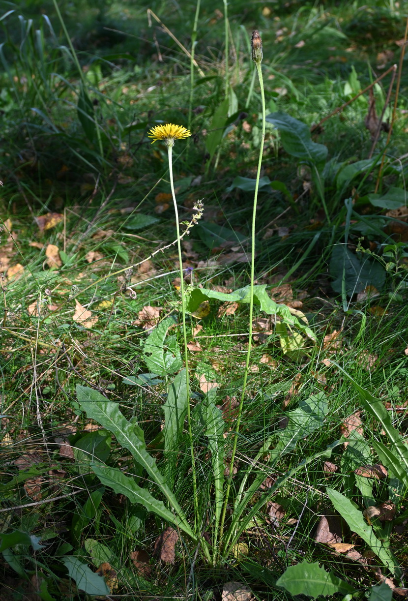 Изображение особи семейство Asteraceae.
