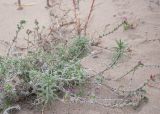 Echium angustifolium. Цветущее и плодоносящее растение. Турция, пров. Анталья, р-н Демре, окр. г. Демре, пляж Чайагзы (Çayağzı Plajı), зарастающие дюны. 06.01.2026.