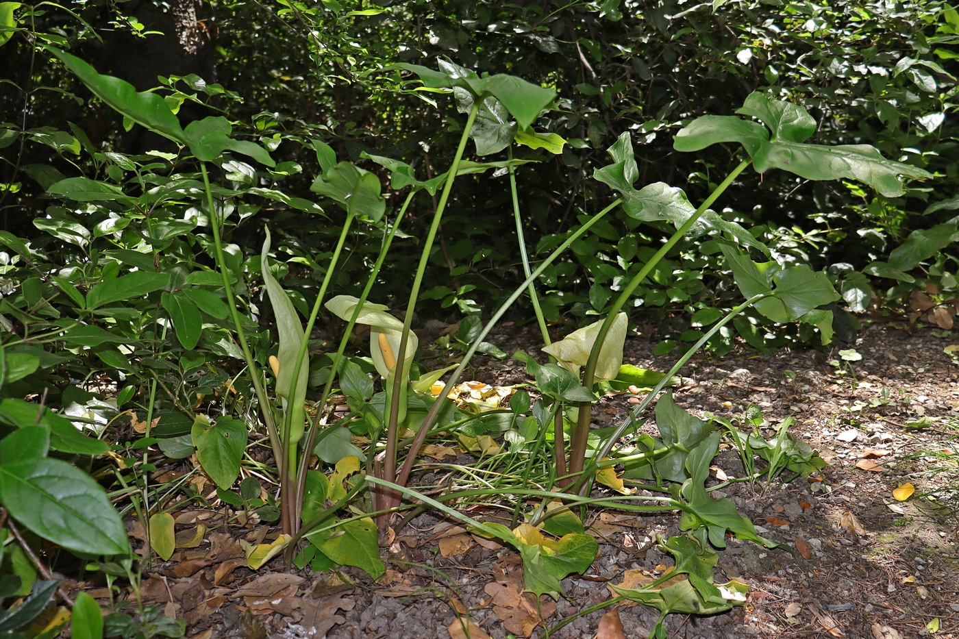 Изображение особи Arum italicum ssp. albispathum.
