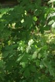 Acer campestre. Листья молодого растения. Санкт-Петербург, Кировский р-н, двор жилого дома, в культуре. 06.06.2026.