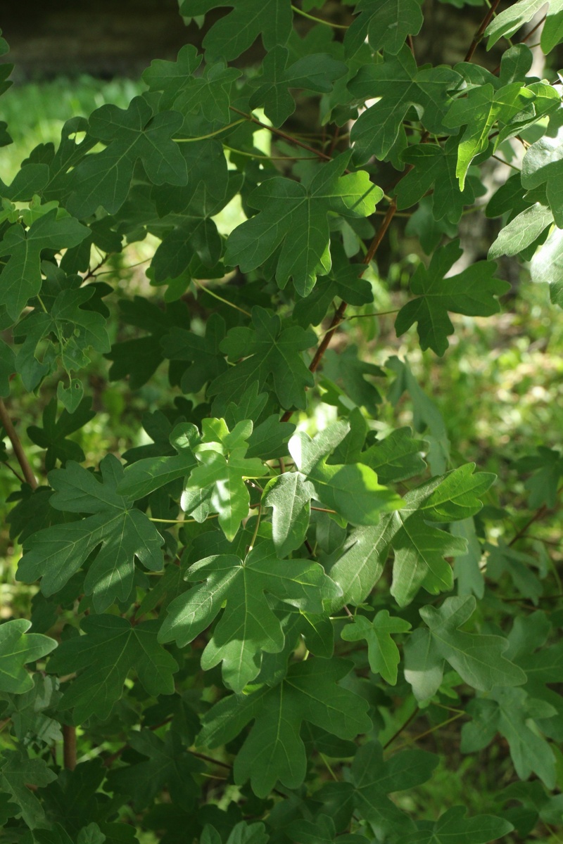 Изображение особи Acer campestre.