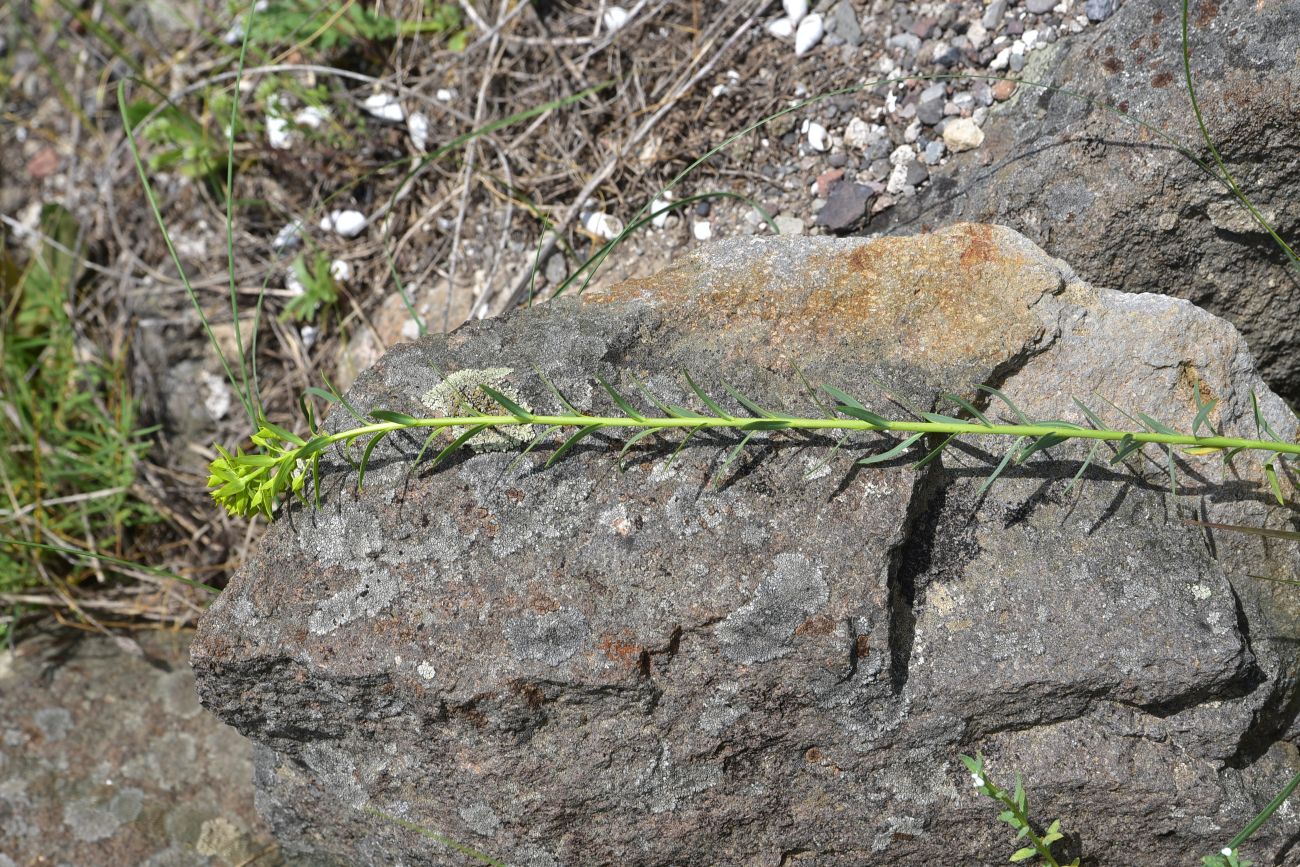 Image of genus Euphorbia specimen.