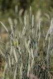 familia Poaceae