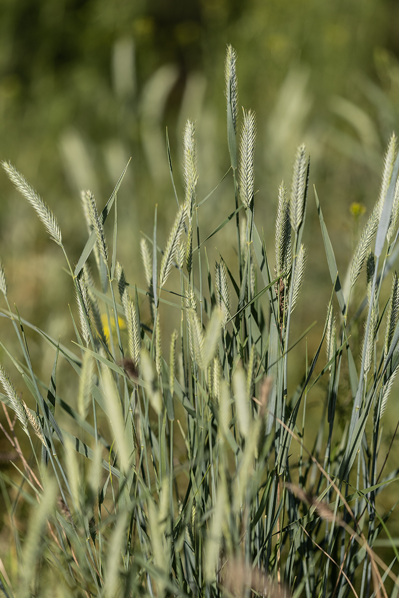 Image of familia Poaceae specimen.