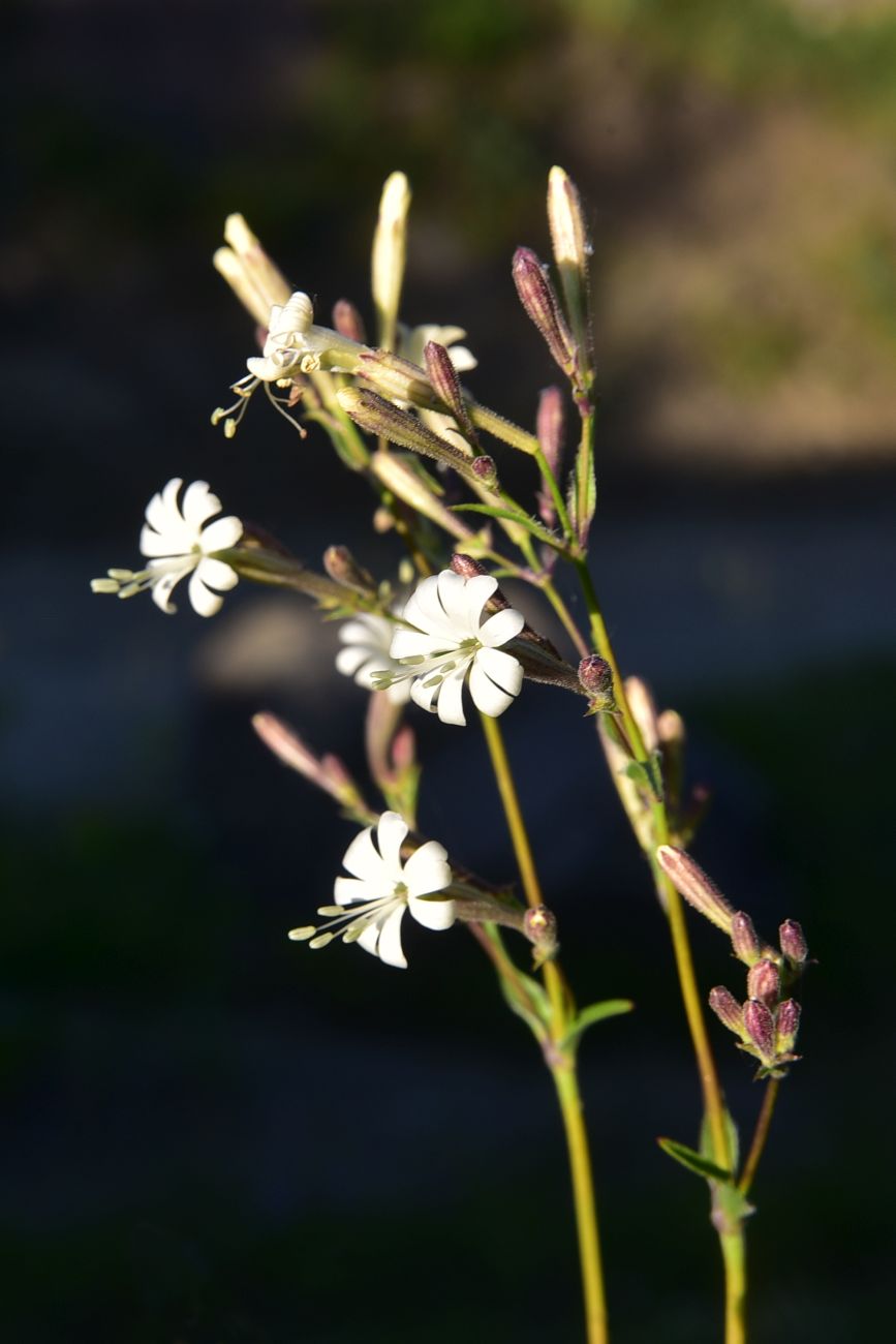 Image of Silene spergulifolia specimen.