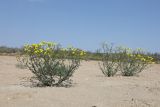 Senecio noeanus