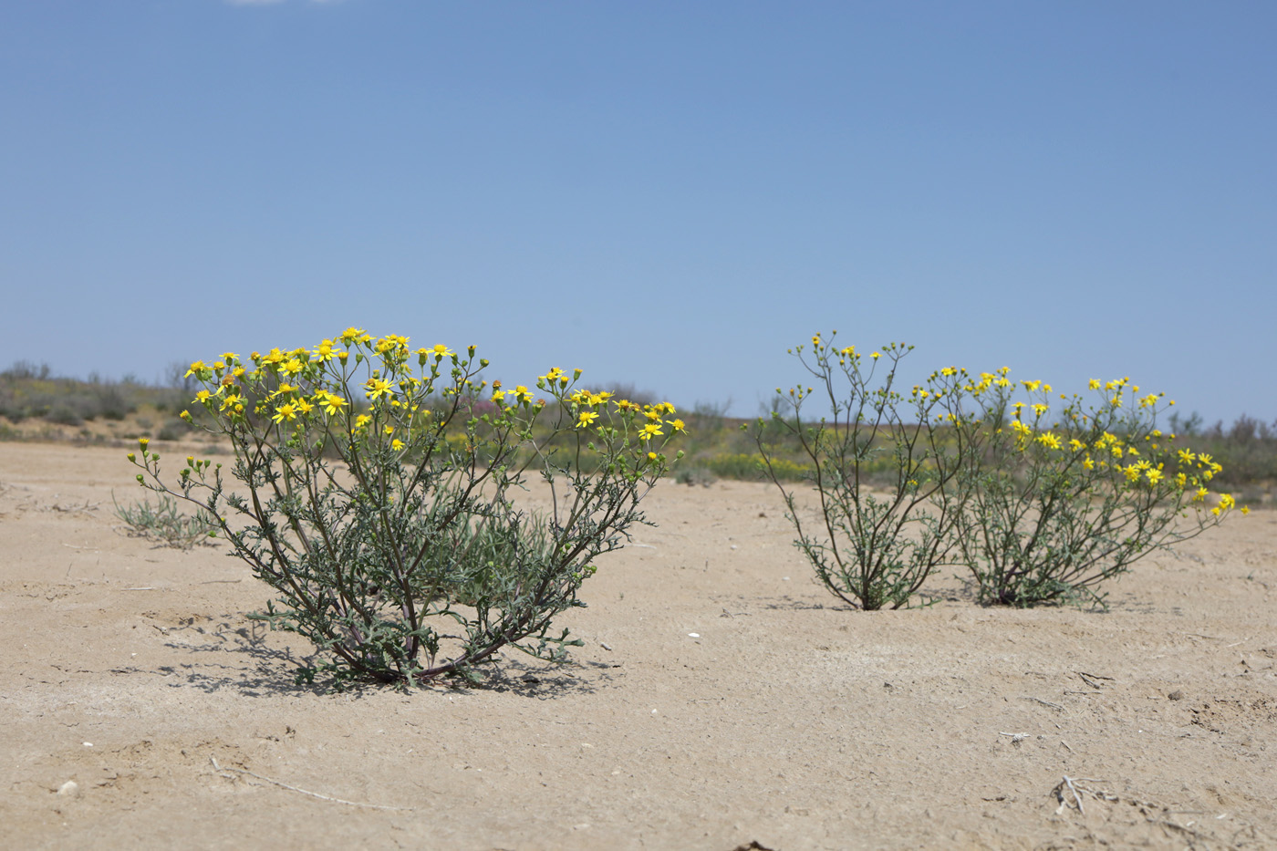 Image of Senecio noeanus specimen.