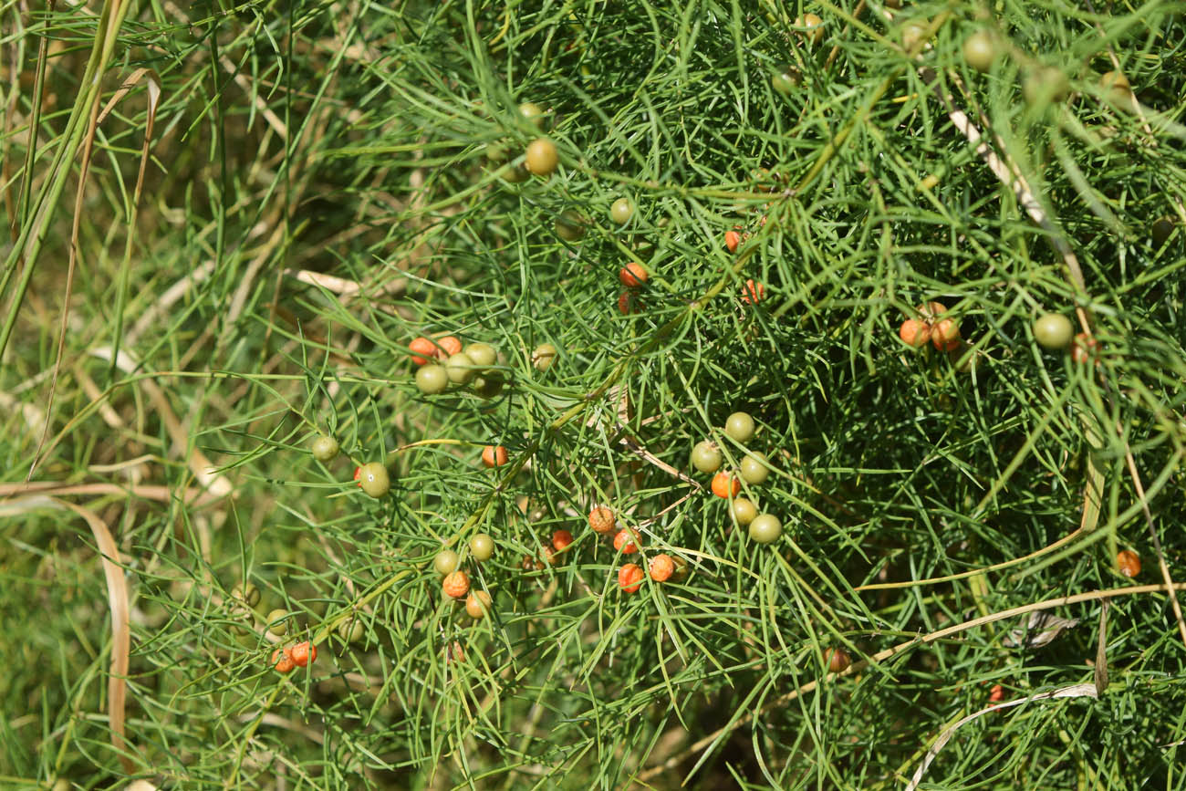 Image of Asparagus brachyphyllus specimen.
