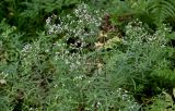 Galium uliginosum. Верхушки побегов с соцветиями. Московская обл., Богородский гор. округ, окр. СНТ \"Купавна\", смешанный лес. 12.07.2025.