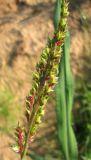 Echinochloa crus-galli. Часть соцветия. Ярославская обл., Некрасовский р-н, дер. Чёрная Заводь, Чернореченский рыбхоз, обнажённый грунт. 03.09.2009.