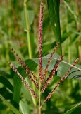 Zea mays. Мужское соцветие. Тульская обл., Заокский р-н, окр. дер. Дворяниново, в культуре. 07.09.2025.
