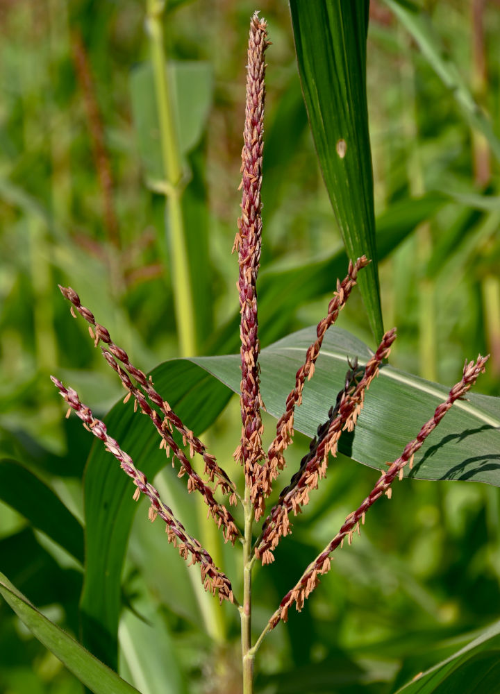 Image of Zea mays specimen.