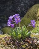 Primula amoena. Цветущее растение. Кабардино-Балкария, Зольский р-н, северный склон горы Эльбрус, ок. 2950 м н.у.м., сырой берег ручейка. 10.07.2026.