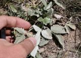 Potentilla nervosa. Прикорневые листья. Кыргызстан, Нарынская обл., Ак-Талинский р-н, предгорье Ферганского хр., 15 км к юго-западу от с. Кош-Дёбё; 2650 м н.у.м., альпийский луг. 08.07.2026.