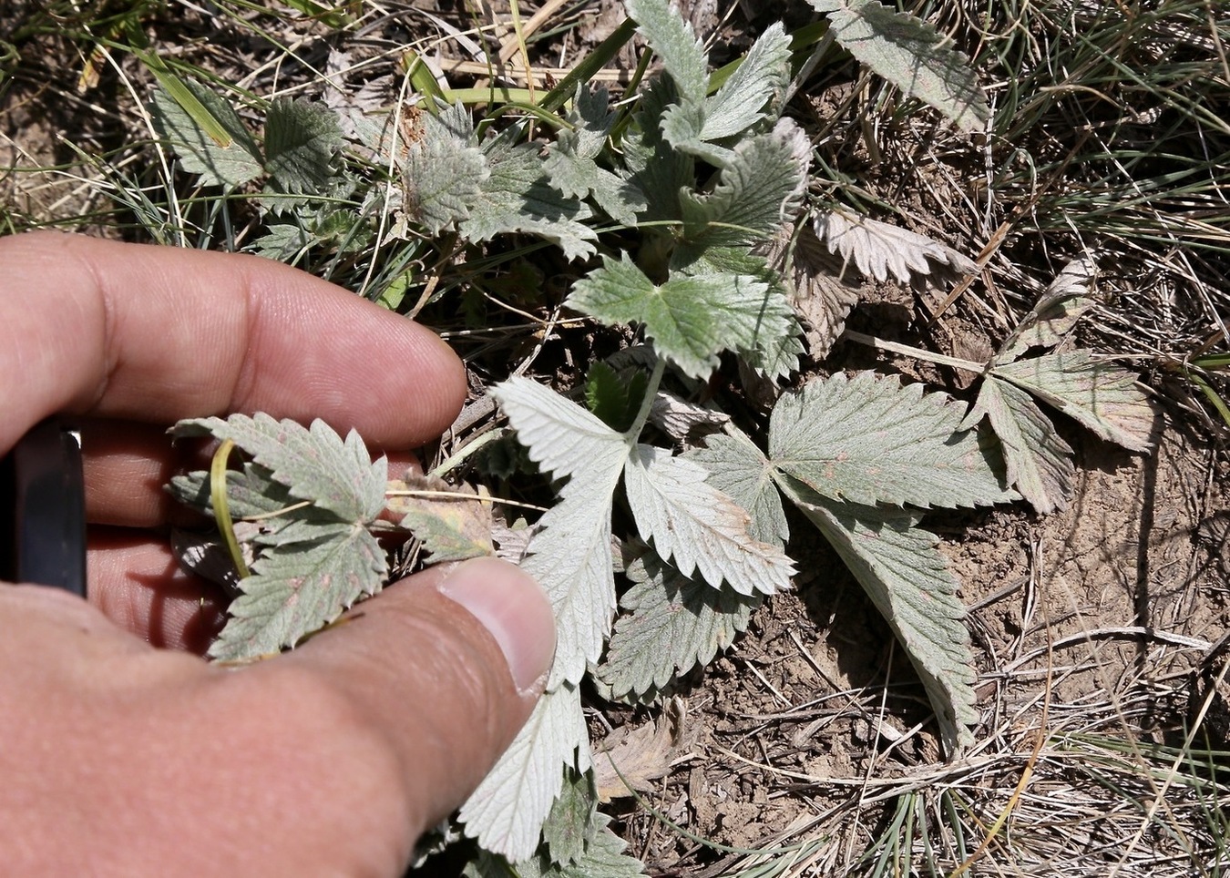 Image of Potentilla nervosa specimen.
