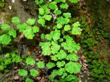 Adiantum capillus-veneris